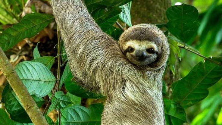 Costa Rica y su Caribe, 8 días