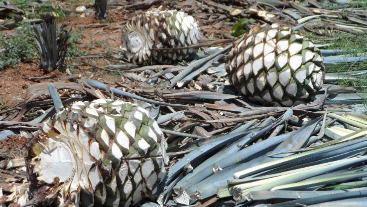 Fin de semana en Tequila 3 días
